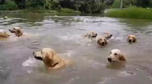 Sixteen_Swimming_Golden_Retrievers.png