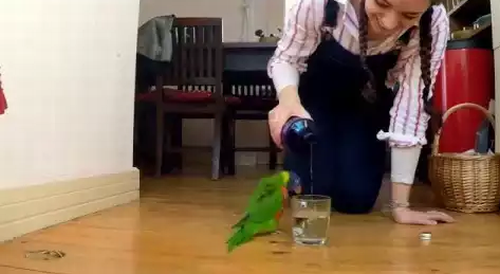 rain_dance_parrot.png