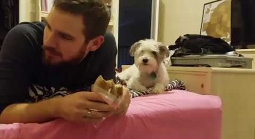 Dog_Secretly_Wants_A_Bite.png