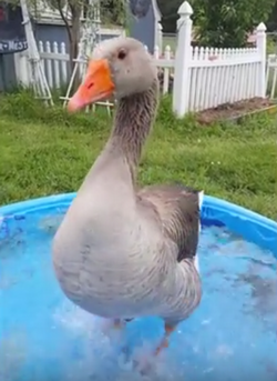 happy_goose.png