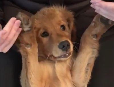 Golden_Retriever_puppy_adorably_winks.jpg