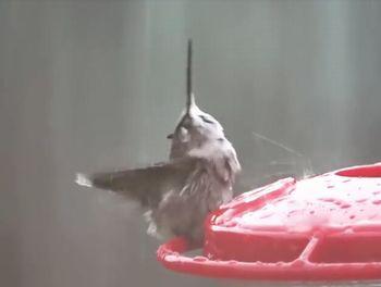 Hummingbird_Enjoys_Some_Rain.jpg