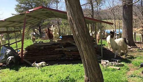 Llamas_Chasing_a_Tiny_Dog.jpg