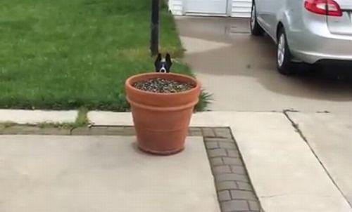 A_dog_is_hiding_behind_a_flowerpot.jpg