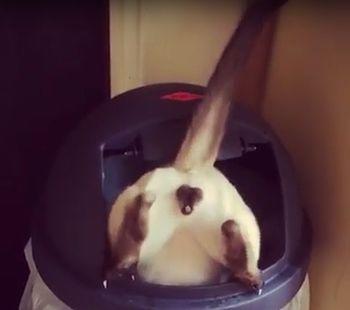 cat_stuck_in_trashcan.jpg