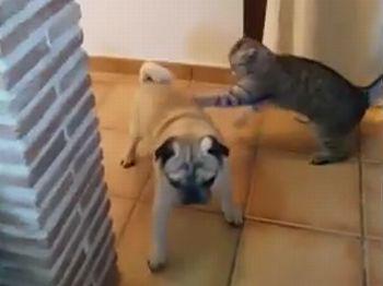 Cat_ambushes_pug_every_time.jpg