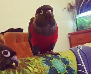 parrot_plays_peekaboo.jpg