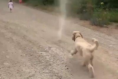 pup_vs_dust_devil.jpg