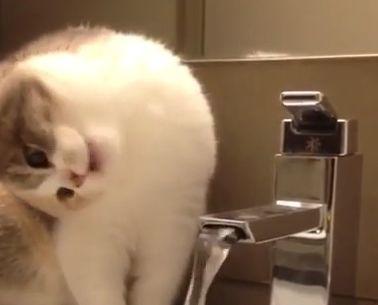 cat_fail_to_drink.jpg