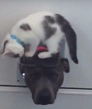 The_staffie_and_the_kitten_doorman.jpg