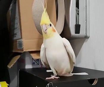 Cockatiel_Shows_off_Tap_Dancing_Skills.jpg