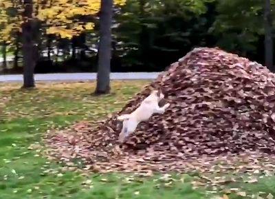 PILE_OF_LEAVES.jpg