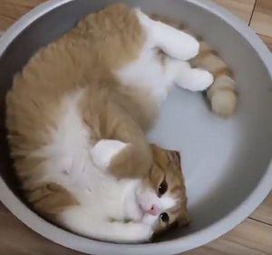cat_in_a_cercle_dish.jpg