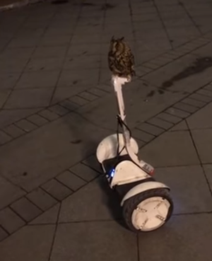 Owl_Rides_Segway.png