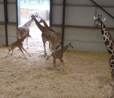 Baby_giraffes.png