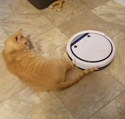 roomba_vs_cat.png