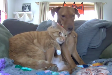 ginger_cat_and_vizslas.png
