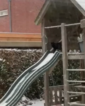 cat_and_slide.png