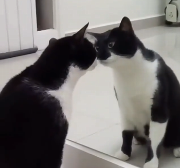 mirror_cat.png
