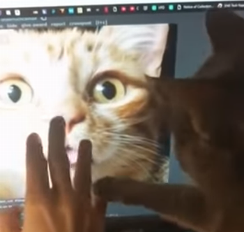 Jealous_Cat.png
