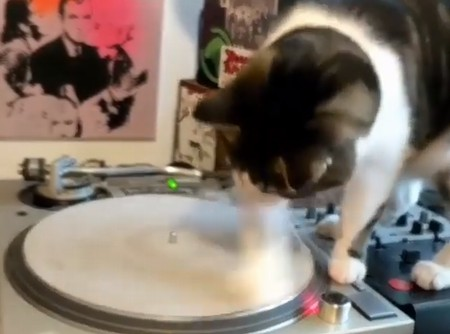 cat_dj.png