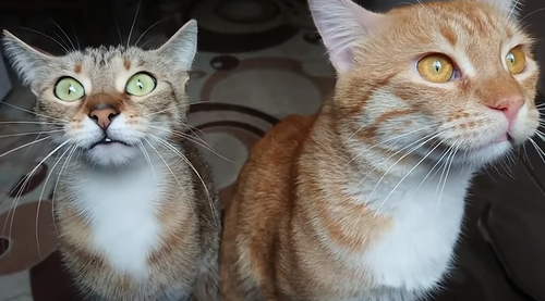 Two_Cats_Make_Chirping_Noises.png
