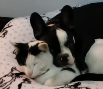 French_Bulldog_adorably_cuddles_cat.png