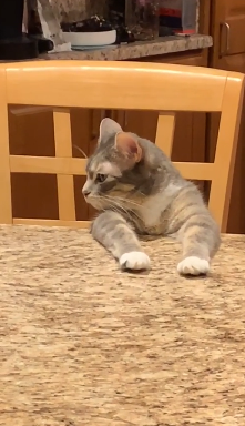 cat_waiting_at_the_table.png