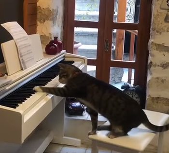 cat_plays_piano.png