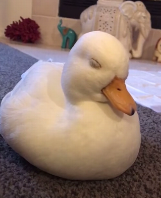 Sleepy_duck.png