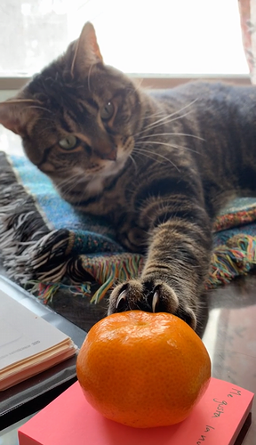 My_boy_both_discovering_mandarin_oranges.png