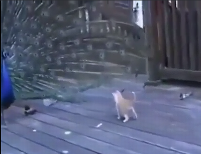 Peacock_vs_kitty.png