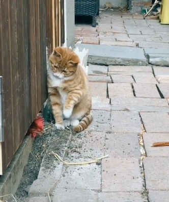cat_vs_chicken.png