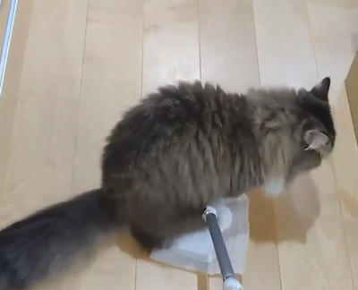 Swiffer_Cat.png