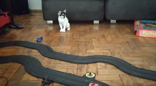 slot_car_cat.png