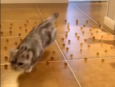 Cats_are_masters_of_the_maze.png