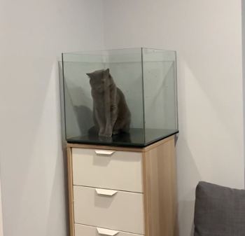 setting_up_a_new_fish_tank.png