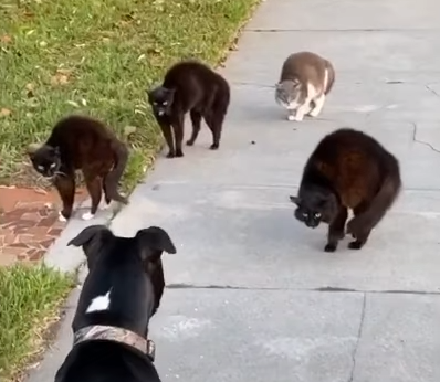 Cat_Pack_Unfriendly_Towards_Pooch.png