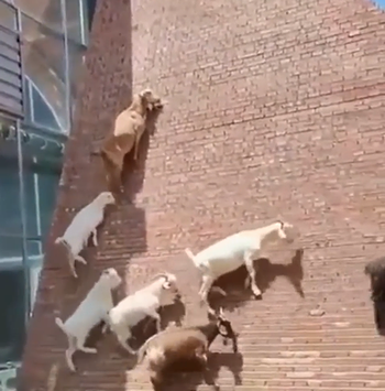 goats_going_up.png