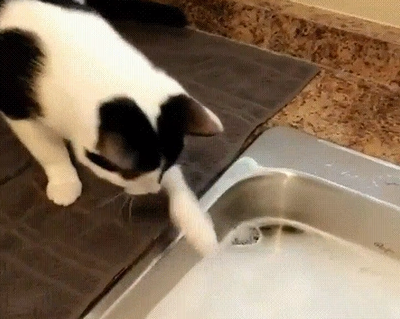 cat_vs_soap.png