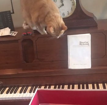 Cat_tries_to_get_off_of_a_piano.png
