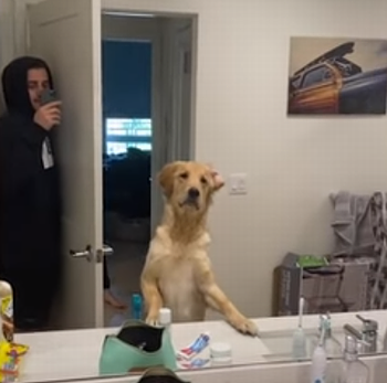 dog_confused_by_mirror.png