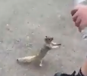 Squirrel_asking_for_water.png