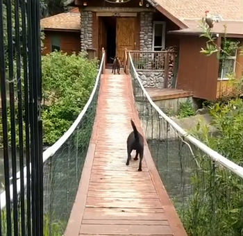 dog_learns_how_to_cross_bridge.png