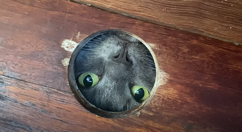 kitty_plays_through_hole.png