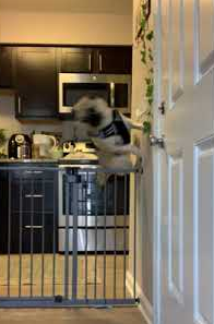Pug_Wall_Jumps_Dog_Gate.png