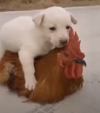 puppy_and_rooster.png