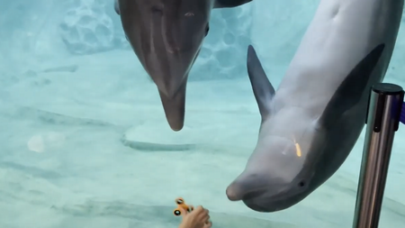 Dolphins_Fascinated.png