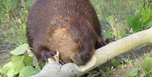 Beaver_Chews.png