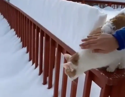 froze_the_cat.png